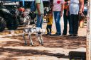 CachorroRobo-278.jpg