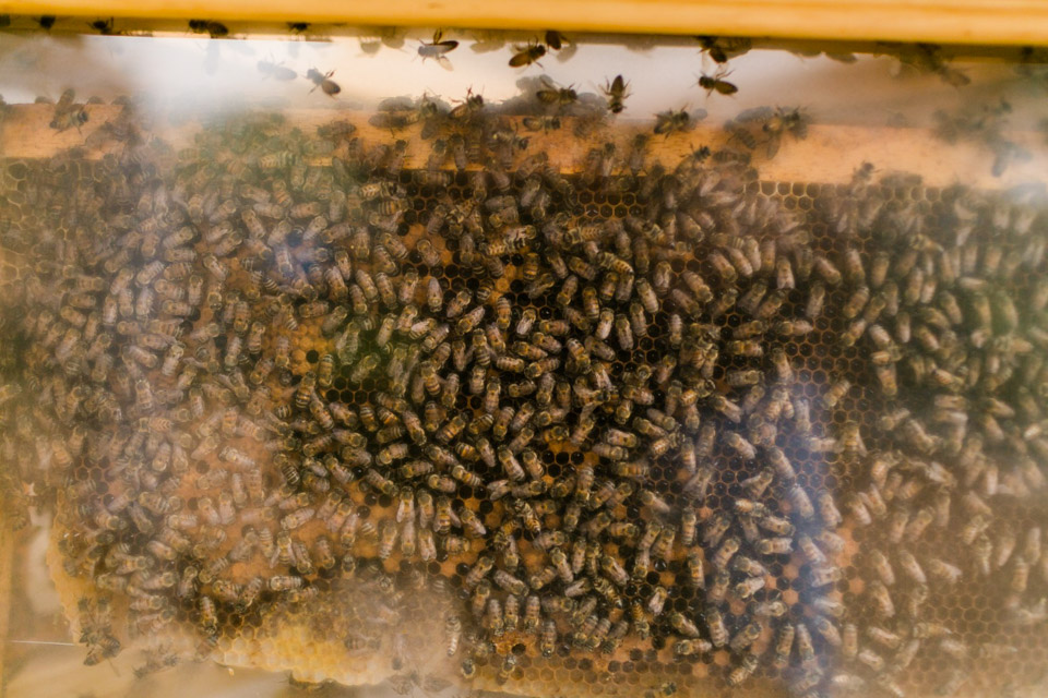 SmartFarm-357.jpg