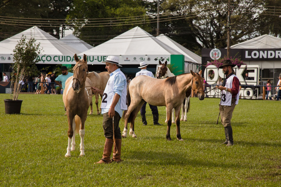 CavaloCampeiro-555.jpg