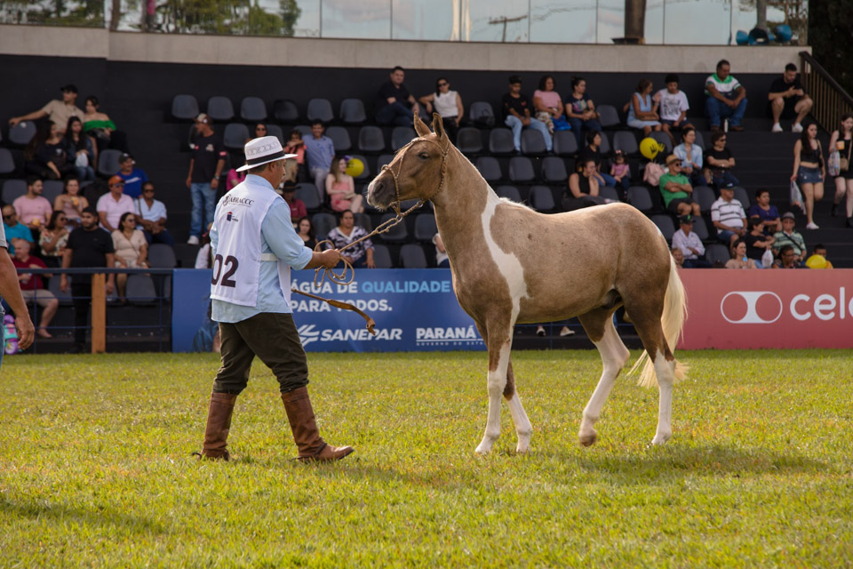 CavaloCampeiro-557.jpg