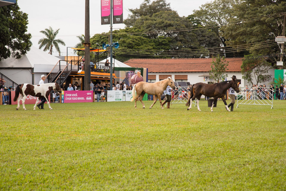 CavaloCampeiro-561.jpg