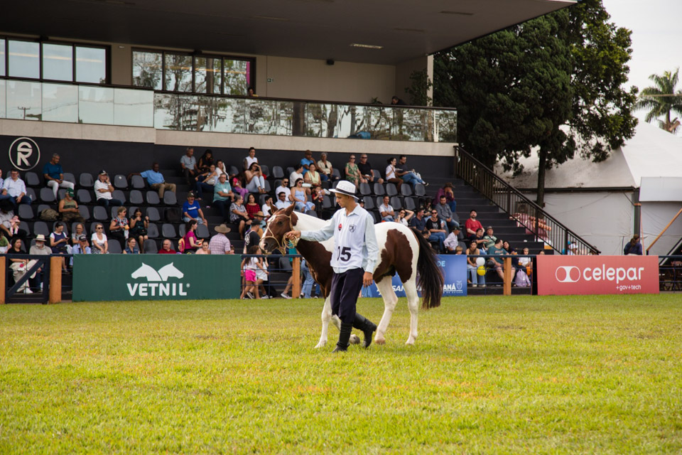 CavaloCampeiro-565.jpg