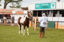 CavaloCampeiro-554.jpg