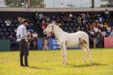 CavaloCampeiro-556.jpg