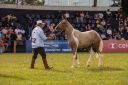 CavaloCampeiro-557.jpg