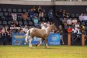 CavaloCampeiro-558.jpg