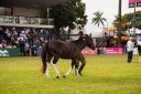 CavaloCampeiro-562.jpg