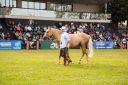 CavaloCampeiro-563.jpg