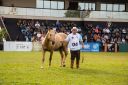 CavaloCampeiro-564.jpg