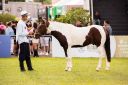 CavaloCampeiro-567.jpg