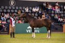 CavaloCampeiro-568.jpg