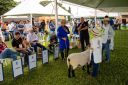 JulgamentoOvinos-583.jpg