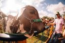 Bem-estaranimal-691.jpg