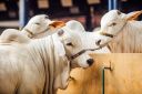 Bem-estaranimal-699.jpg