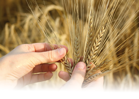 Cooperativas implantam moinhos para garantir mercado ao trigo