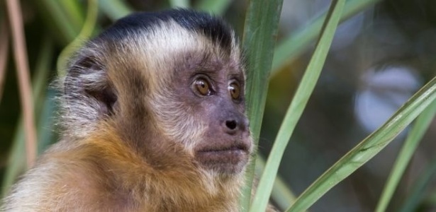 "Se matarem macacos, mosquitos vão atrás de sangue humano ": como massacre de primatas é tiro no pé contra febre amarela 