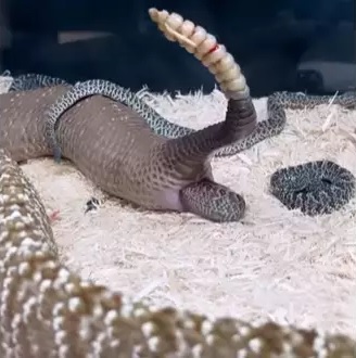 Vídeo surpreendente mostra cobra cascavel dando à luz a serpentes bebês