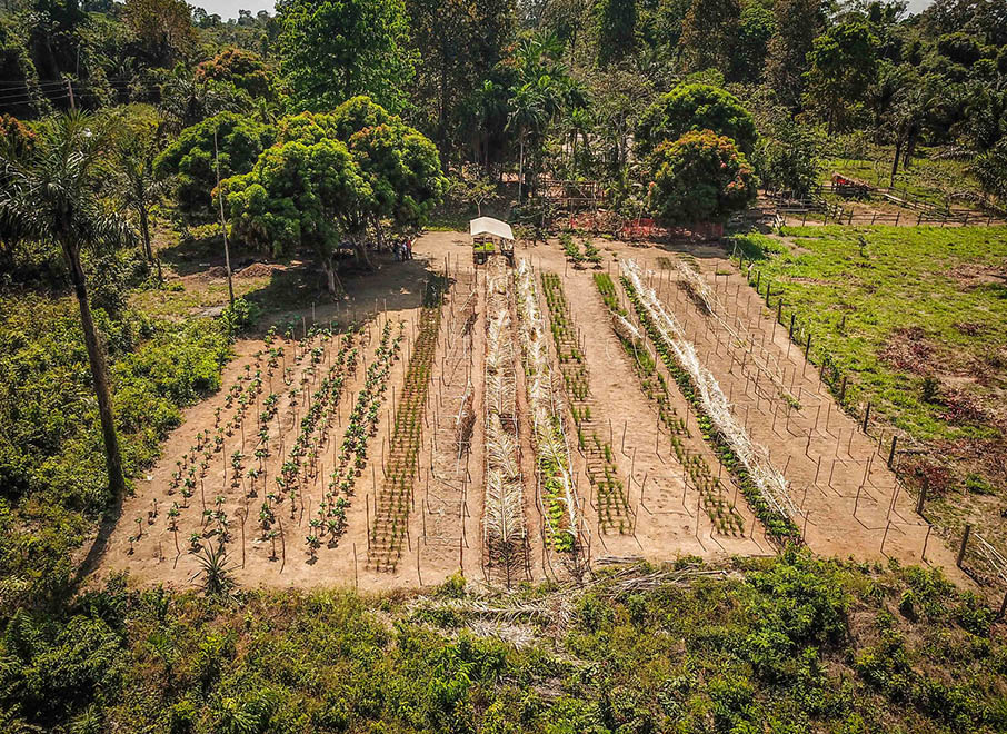 Agrofloresta une culturas agrícolas a árvores nativas ou exóticas