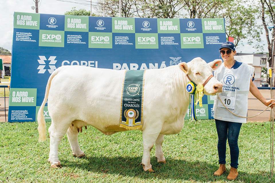 Matriz Charolês é musa das maiores exposições agropecuárias do mundo