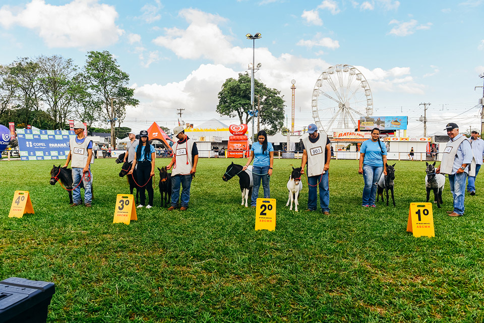 Julgamento de mini-horses atraiu olhares na ExpoLondrina