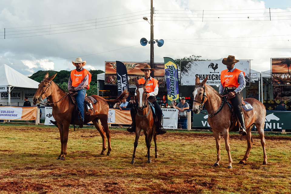 Prova de morfologia e marcha de muares atrai criadores na ExpoLondrina