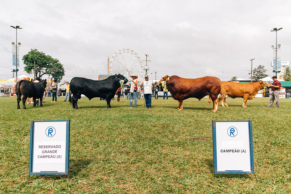 Limousin, nelore e charolês participam de julgamento na ExpoLondrina