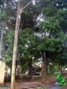 Filename=DSC08526.jpg
Filesize=198KiB
Dimensions=640x853
Date added=Dec 26, 2012 DSC08526.jpg