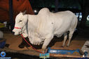 IMG_7178.jpg