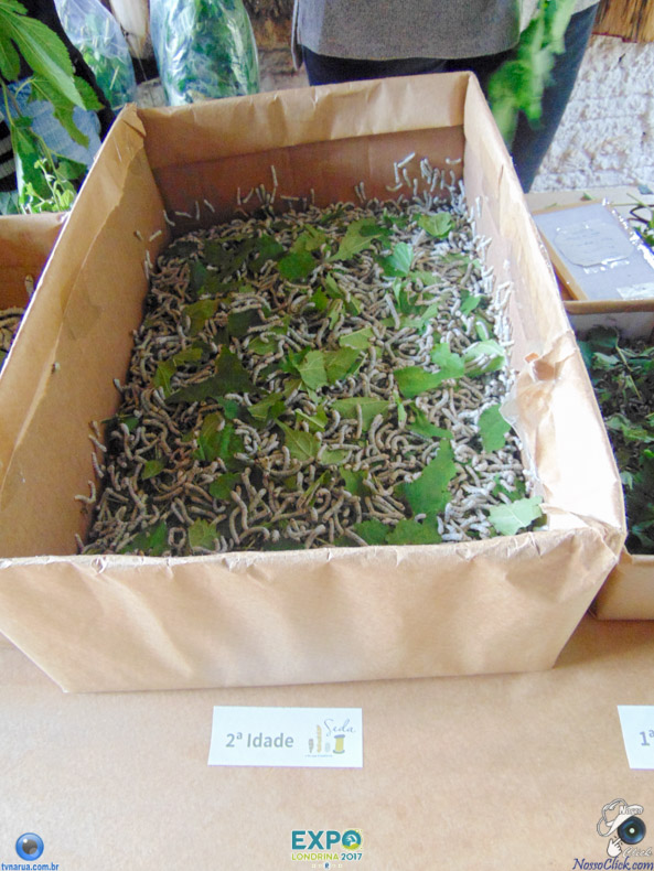 JDSC03725.jpg