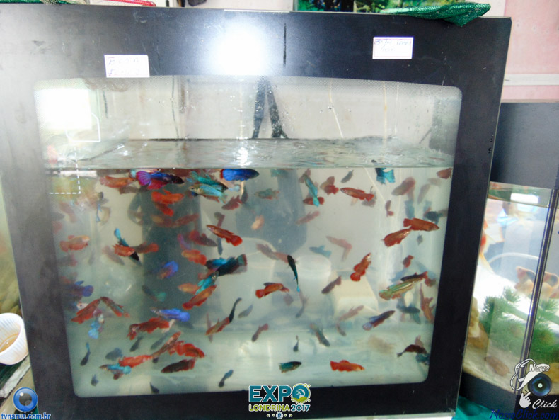 JDSC03743.jpg