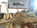 JDSC03680.jpg