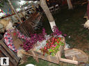 JDSC05303.jpg