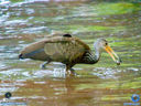 DSC03350.jpg