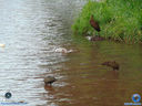 DSC03356.jpg