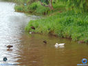 Filename=DSC03358.jpg
Filesize=222KiB
Dimensions=790x593
Date added=Mar 29, 2017 DSC03358.jpg