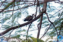 Filename=IMG_4708.jpg
Filesize=398KiB
Dimensions=790x527
Date added=Aug 01, 2017 IMG_4708.jpg