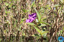 Filename=IMG_6679.jpg
Filesize=388KiB
Dimensions=960x640
Date added=Aug 14, 2018 IMG_6679.jpg