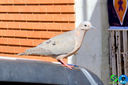 Filename=IMG_8122.jpg
Filesize=304KiB
Dimensions=960x640
Date added=Aug 30, 2018 IMG_8122.jpg