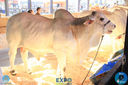 Filename=IMG_7896.jpg
Filesize=312KiB
Dimensions=960x640
Date added=Apr 10, 2018 IMG_7896.jpg