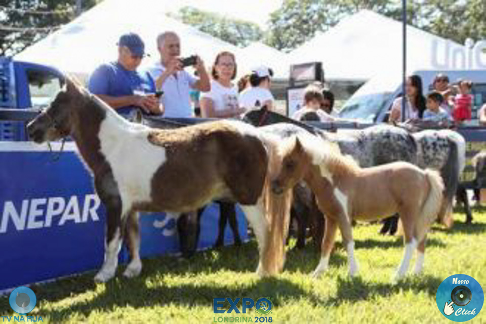 08-04-2018_ExpoLondrina_GrandeCampeonato_MiniHorse_281129.jpg