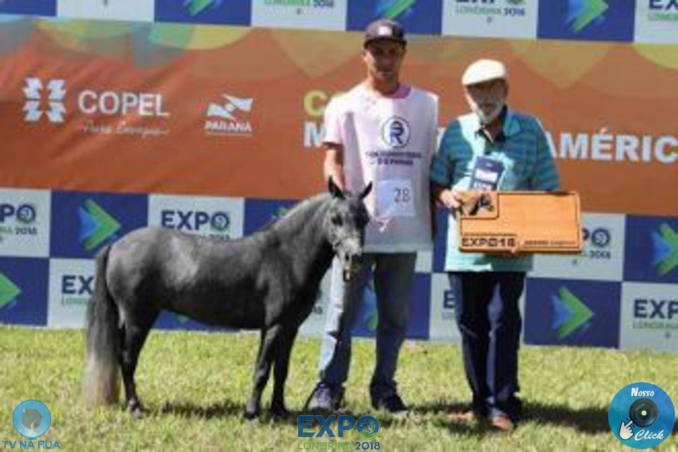 08-04-2018_ExpoLondrina_GrandeCampeonato_MiniHorse_28429.jpg
