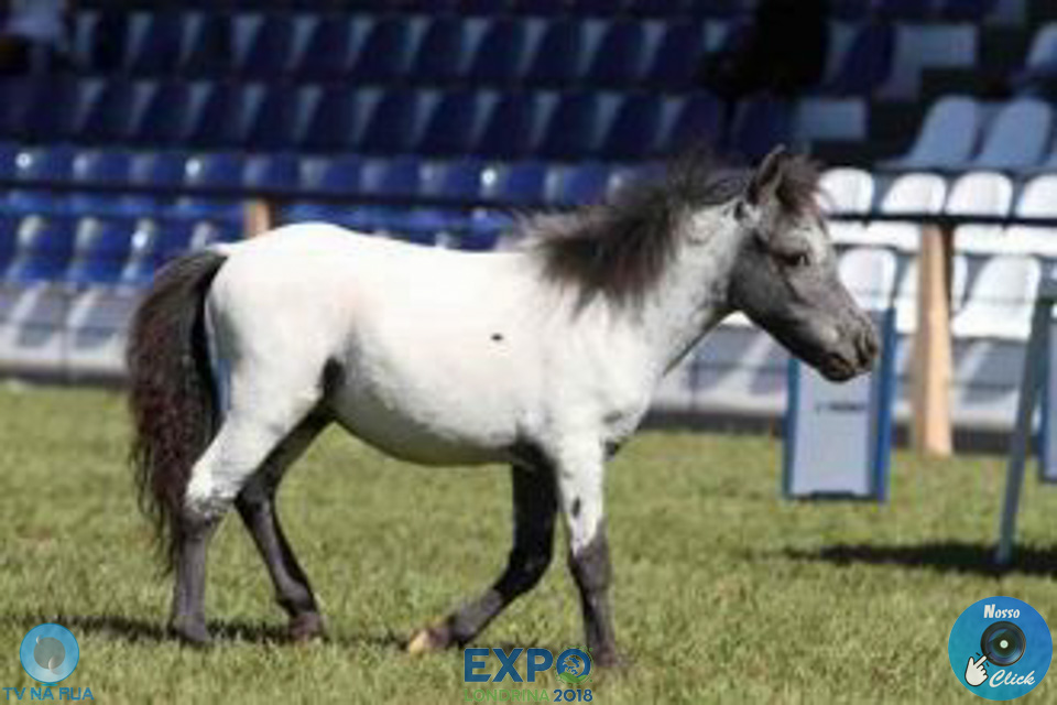 08-04-2018_ExpoLondrina_GrandeCampeonato_MiniHorse_28529.jpg