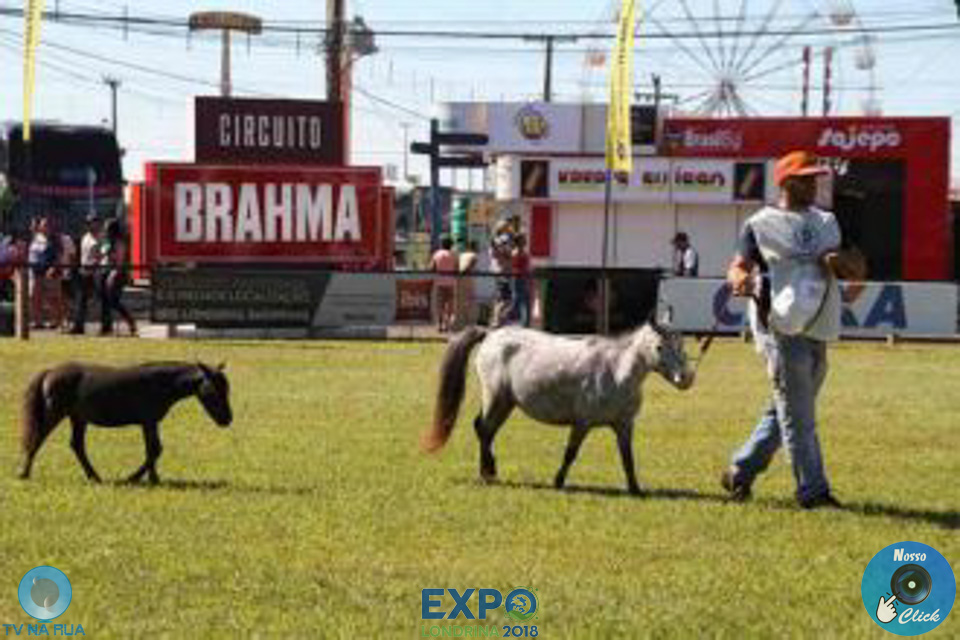 08-04-2018_ExpoLondrina_GrandeCampeonato_MiniHorse_28729.jpg