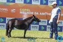 08-04-2018_ExpoLondrina_GrandeCampeonato_MiniHorse_281929.jpg
