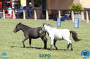 Filename=08-04-2018_ExpoLondrina_GrandeCampeonato_MiniHorse_28229.jpg
Filesize=193KiB
Dimensions=960x640
Date added=Apr 11, 2018 08-04-2018_ExpoLondrina_GrandeCampeonato_MiniHorse_28229.jpg