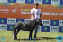Filename=08-04-2018_ExpoLondrina_GrandeCampeonato_MiniHorse_28829.jpg
Filesize=202KiB
Dimensions=960x640
Date added=Apr 11, 2018 08-04-2018_ExpoLondrina_GrandeCampeonato_MiniHorse_28829.jpg