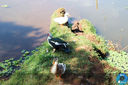 Filename=IMG_0593.jpg
Filesize=356KiB
Dimensions=960x640
Date added=Jul 10, 2018 IMG_0593.jpg