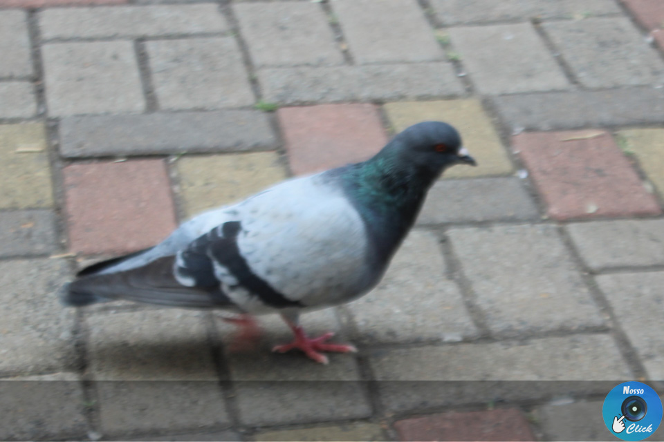 IMG_4836.jpg