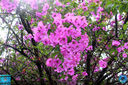 Filename=IMG_9552.jpg
Filesize=471KiB
Dimensions=960x640
Date added=Nov 20, 2018 IMG_9552.jpg