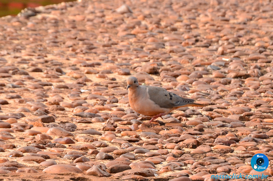 DSC_8634.jpg